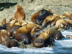Sea lions sunning on a rock